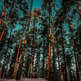 Gdje raste brodski bor